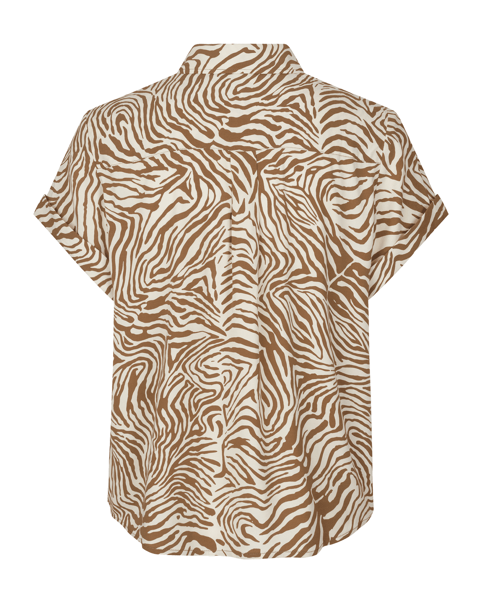 Mountain Zebra